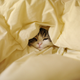 Illustration for article titled Not Really Caturday - Influenza Edition